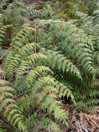 Fotografia da espécie Pteridium aquilinum subesp. aquilinum