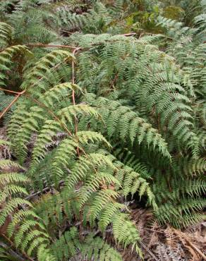 Fotografia 14 da espécie Pteridium aquilinum subesp. aquilinum no Jardim Botânico UTAD