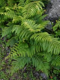 Fotografia da espécie Pteridium aquilinum subesp. aquilinum