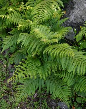 Fotografia 12 da espécie Pteridium aquilinum subesp. aquilinum no Jardim Botânico UTAD