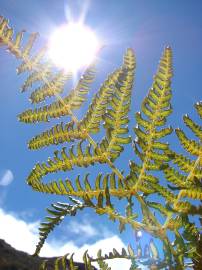 Fotografia da espécie Pteridium aquilinum subesp. aquilinum