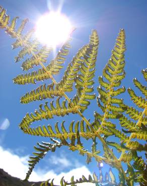 Fotografia 11 da espécie Pteridium aquilinum subesp. aquilinum no Jardim Botânico UTAD