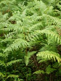 Fotografia da espécie Pteridium aquilinum subesp. aquilinum