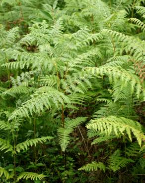 Fotografia 10 da espécie Pteridium aquilinum subesp. aquilinum no Jardim Botânico UTAD