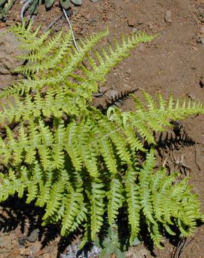 Fotografia 6 da espécie Pteridium aquilinum subesp. aquilinum no Jardim Botânico UTAD