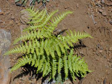 Fotografia da espécie Pteridium aquilinum subesp. aquilinum