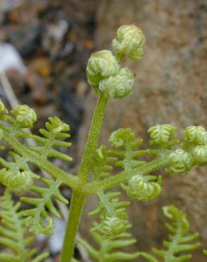 Fotografia 18 da espécie Pteridium aquilinum subesp. aquilinum no Jardim Botânico UTAD