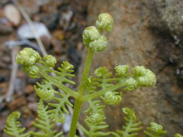 Fotografia da espécie Pteridium aquilinum subesp. aquilinum