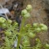 Fotografia 18 da espécie Pteridium aquilinum subesp. aquilinum do Jardim Botânico UTAD