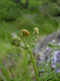 Fotografia da espécie Pteridium aquilinum subesp. aquilinum