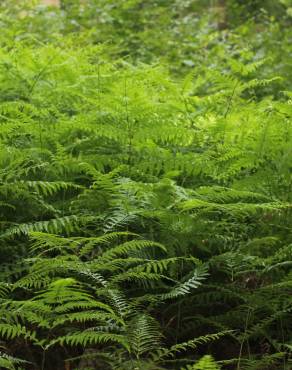 Fotografia 16 da espécie Pteridium aquilinum subesp. aquilinum no Jardim Botânico UTAD