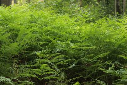 Fotografia da espécie Pteridium aquilinum subesp. aquilinum