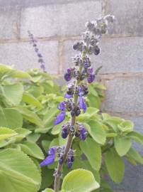 Fotografia da espécie Plectranthus barbatus