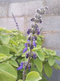 Fotografia da espécie Plectranthus barbatus