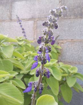 Fotografia 2 da espécie Plectranthus barbatus no Jardim Botânico UTAD