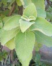 Fotografia da espécie Plectranthus barbatus