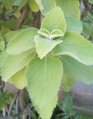 Plectranthus barbatus