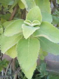 Fotografia da espécie Plectranthus barbatus