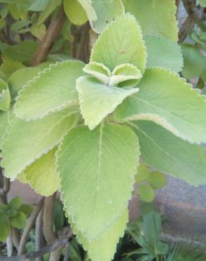 Fotografia 1 da espécie Plectranthus barbatus no Jardim Botânico UTAD