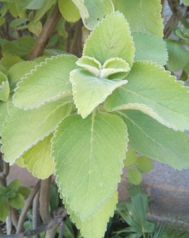 Fotografia de capa Plectranthus barbatus - do Jardim Botânico