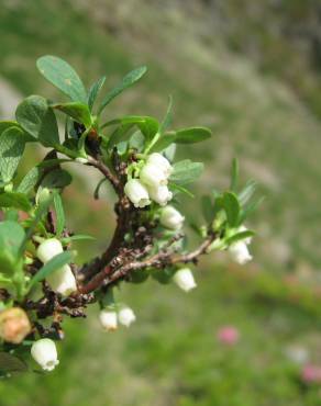 Fotografia 7 da espécie Vaccinium uliginosum no Jardim Botânico UTAD