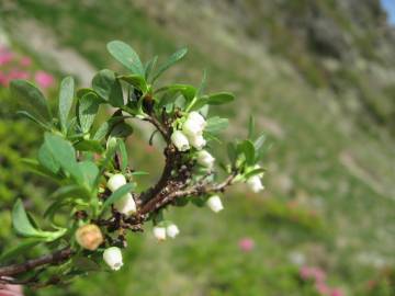 Fotografia da espécie Vaccinium uliginosum