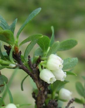 Fotografia 6 da espécie Vaccinium uliginosum no Jardim Botânico UTAD