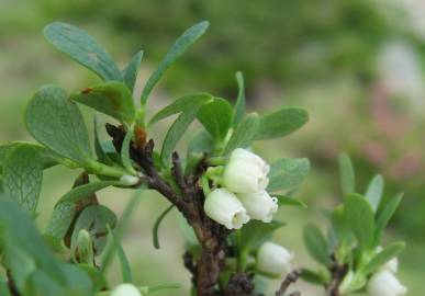 Fotografia da espécie Vaccinium uliginosum