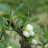 Fotografia 6 da espécie Vaccinium uliginosum do Jardim Botânico UTAD