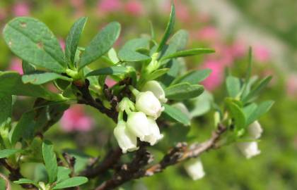 Fotografia da espécie Vaccinium uliginosum