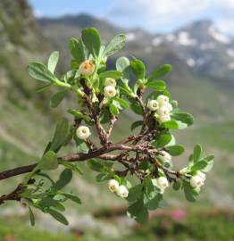 Fotografia da espécie Vaccinium uliginosum