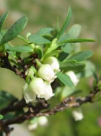 Fotografia da espécie Vaccinium uliginosum