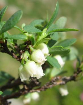 Fotografia 3 da espécie Vaccinium uliginosum no Jardim Botânico UTAD