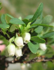 Fotografia da espécie Vaccinium uliginosum