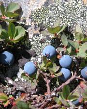 Fotografia da espécie Vaccinium uliginosum