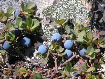 Fotografia da espécie Vaccinium uliginosum