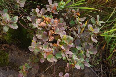 Fotografia da espécie Vaccinium uliginosum