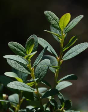 Fotografia 10 da espécie Vaccinium uliginosum no Jardim Botânico UTAD