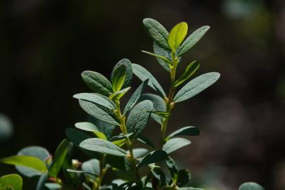 Fotografia da espécie Vaccinium uliginosum