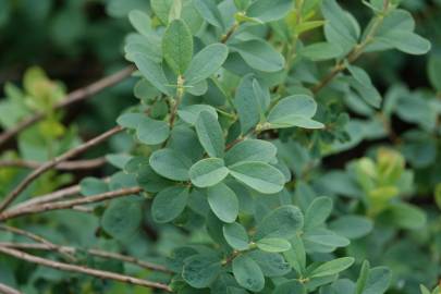 Fotografia da espécie Vaccinium uliginosum