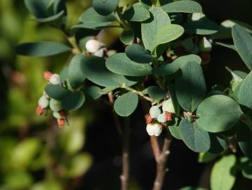 Fotografia da espécie Vaccinium uliginosum