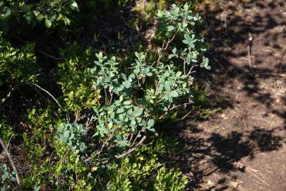 Fotografia da espécie Vaccinium uliginosum