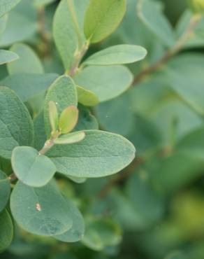 Fotografia 14 da espécie Vaccinium uliginosum no Jardim Botânico UTAD