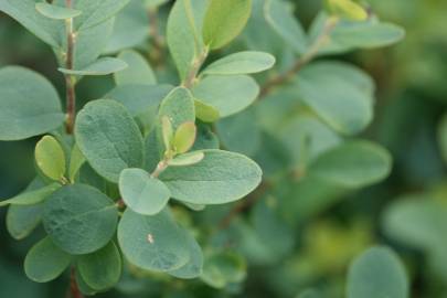 Fotografia da espécie Vaccinium uliginosum