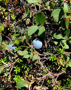 Fotografia 15 da espécie Vaccinium uliginosum no Jardim Botânico UTAD