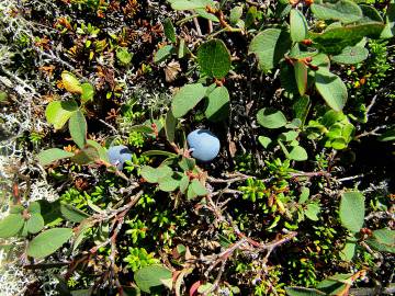 Fotografia da espécie Vaccinium uliginosum