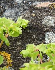 Euphorbia falcata subesp. falcata
