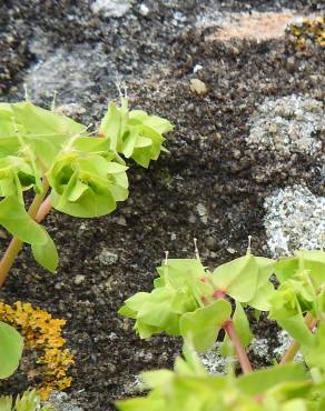 Fotografia 1 da espécie Euphorbia falcata subesp. falcata no Jardim Botânico UTAD