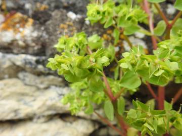 Fotografia da espécie Euphorbia falcata subesp. falcata