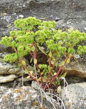 Fotografia 3 da espécie Euphorbia falcata subesp. falcata no Jardim Botânico UTAD